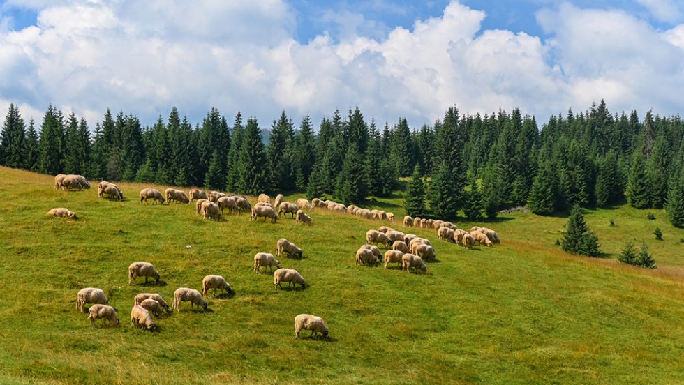 provata